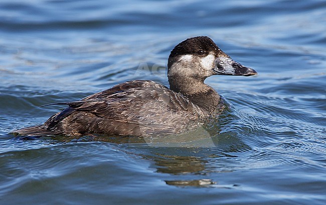 Adult female
Los Angeles Co., CA
April 2008 stock-image by Agami/Brian E Small,