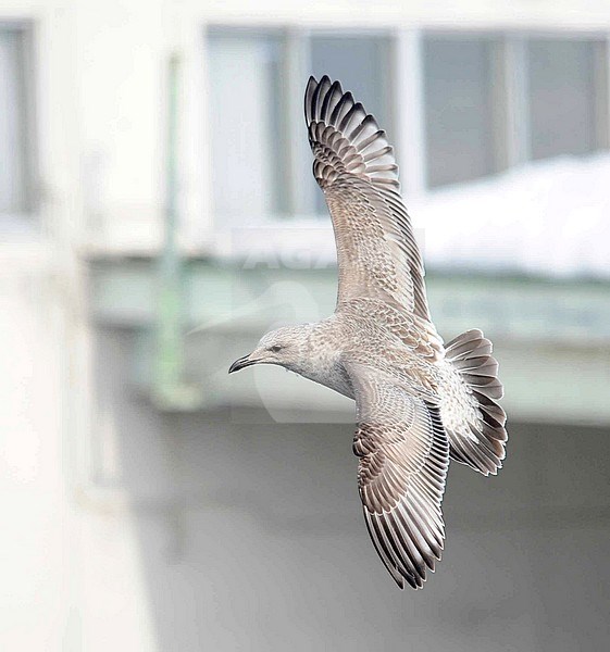 First-winter Slaty-backed Gull (Larus schistisagus) wintering in harbour of Rauso on Hokkaido, Japan. In flight. stock-image by Agami/Dani Lopez-Velasco,