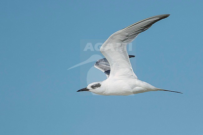 Subadult Forster's Tern (Sterna forsteri) in non-breeding plumage during spring at the coast of Galveston County, Texas, USA. stock-image by Agami/Brian E Small,