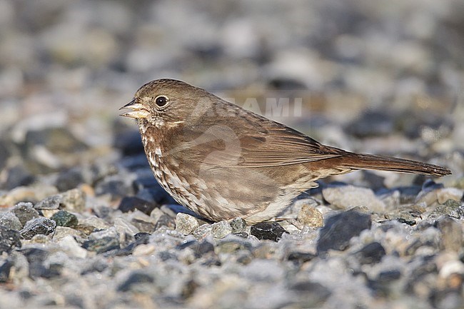 Sooty Fox Sparrow (Passerella unalaschcensis) foraging on the ground stock-image by Agami/Brian E Small,