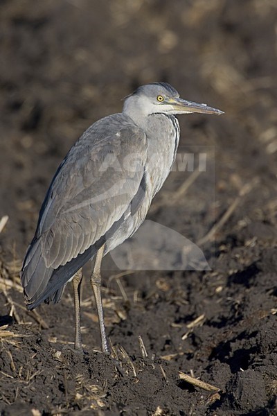 Blauwe Reiger in Zit; Grey Heron perched stock-image by Agami/Daniele Occhiato,