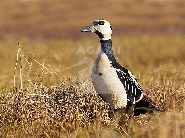 Adult Steller's Eider (Polysticta stelleri) at the breeding area during arctic spring in Alaska, United States. Standing in tall grass. stock-image by Agami/Dani Lopez-Velasco,
