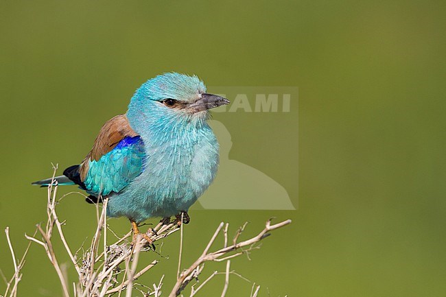 European Roller - Blauracke - Coracias garrulus ssp. semenowi, Kazakhstan, adult stock-image by Agami/Ralph Martin,