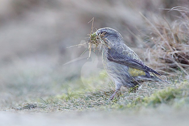 Female Parrot Crossbill (Loxia pytyopsittacus) plucking nest material on the ground in the Netherlands. stock-image by Agami/Menno van Duijn,