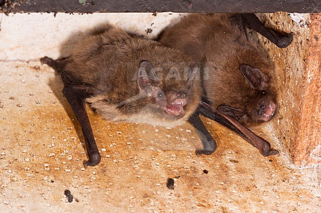 Ruige dwergvleermuis, Nathusius' pipistrelle stock-image by Agami/Theo Douma,