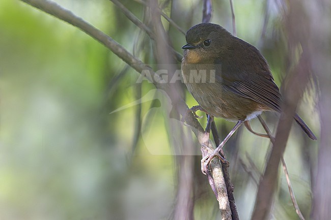 Iringa akalat (Sheppardia lowei) perched in a bush in Tanzania. stock-image by Agami/Dubi Shapiro,