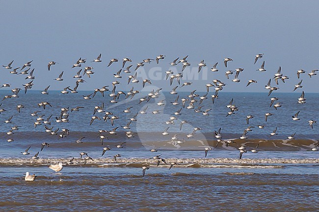 Flock of Sanderlings (Calidris alba) flying along the Dutch North Sea coast near Katwijk aan Zee. stock-image by Agami/Arnold Meijer,