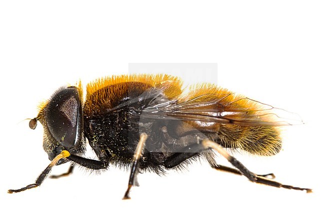 Furry Dronefly, Eristalis intricaria stock-image by Agami/Wil Leurs,