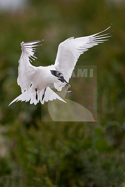 Grote Stern biddend boven nest; Sandwich Tern hovering over nest stock-image by Agami/Han Bouwmeester,