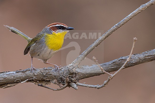 Rufous-capped Warbler (Basileuterus rufifrons) in mexico stock-image by Agami/Dubi Shapiro,