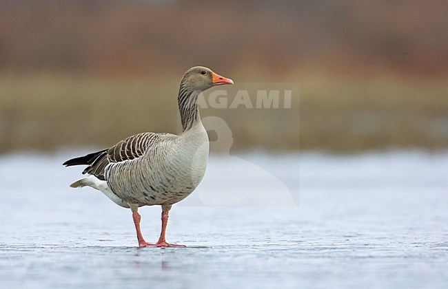Eenzame Grauwe Gans; Lonely Greylag Goose stock-image by Agami/Markus Varesvuo,