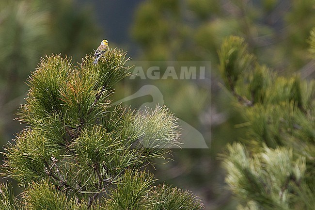 Corsican Finch - Korsengirlitz - Carduelis corsicana, France (Corsica), adult, male stock-image by Agami/Ralph Martin,