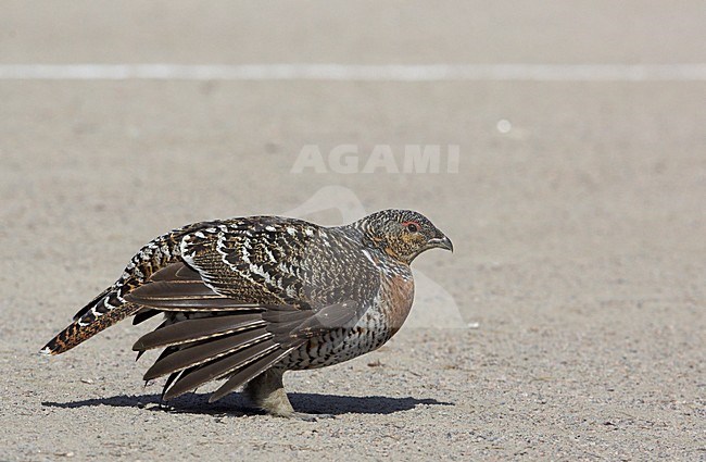 Vrouwtje Auerhoen, Western Capercaillie female stock-image by Agami/Markus Varesvuo,