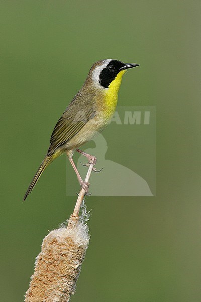 Adult male
Galveston Co., TX
April 2005 stock-image by Agami/Brian E Small,