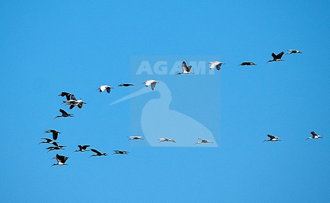 Group of White Ibisses (Eudocimus albus) and Glossy Ibisses (Plegadis falcinellus) in flight over Lake Apopka, Florida stock-image by Agami/Roy de Haas,