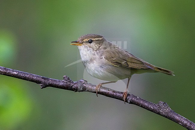 Arctic Warbler, Noordse Boszanger stock-image by Agami/Daniele Occhiato,