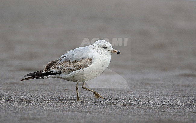 First-winter Ring-billed Gull (Larus delawarensis) standing on a beach on the Azores. Scarce guest from North America. stock-image by Agami/Josh Jones,