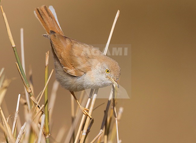 African Desert Warbler - SaharagrasmÃ¼cke - Curruca deserti, Morocco stock-image by Agami/Ralph Martin,