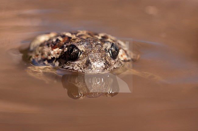 Knoflookpad in water, Common Spadefoot in water stock-image by Agami/Theo Douma,