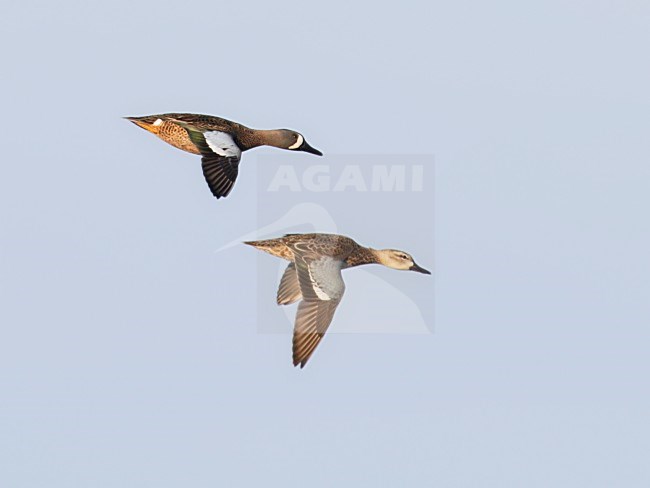 Paartje Blauwvleugeltaling in vlucht; Pair Blue-winged Teal in flight stock-image by Agami/Mike Danzenbaker,