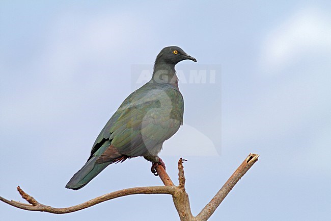Whartons Muskaatduif, Christmas Island Imperial-Pigeon stock-image by Agami/Pete Morris,