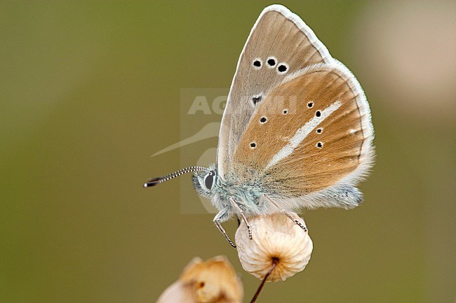 Witstreepblauwtje / Damon Blue (Polyommatus damon) stock-image by Agami/Wil Leurs,