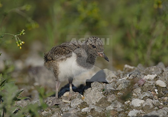 Jong van de Scholekster; Eurasian Oystercatcher chick stock-image by Agami/Reint Jakob Schut,