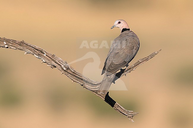 Kaapse tortelduif; Cape Turtle Dove; stock-image by Agami/Walter Soestbergen,