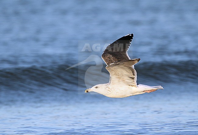 Onvolwassen Grote Mantelmeeuw in vlucht, Immature Great Black-backed Gull in flight stock-image by Agami/Karel Mauer,