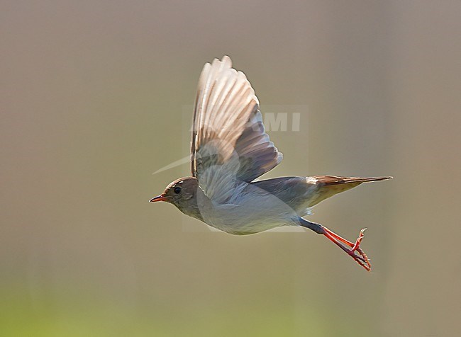 Thrush Nightingale in flight stock-image by Agami/Tomi Muukkonen,