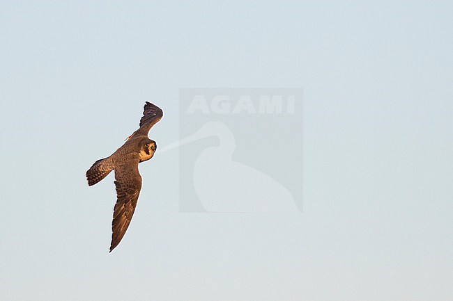 Peregrine Falcon - Wanderfalke - Falco peregrinus ssp. peregrinus, Russia (Ural), adult in flight stock-image by Agami/Ralph Martin,