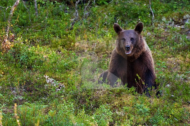 Bruine Beer in bos, Brown Bear in forest stock-image by Agami/Menno van Duijn,