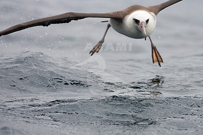 Laysanalbatros in vlucht; Laysan Albatross in flight stock-image by Agami/Martijn Verdoes,