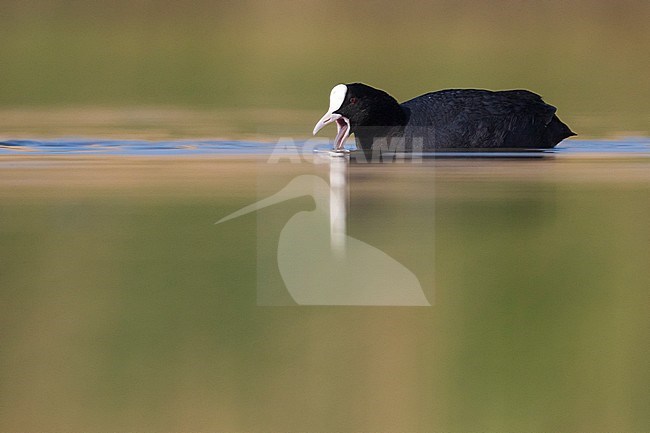 Meerkoet; Eurasian Coot; Fulica atra stock-image by Agami/Daniele Occhiato,