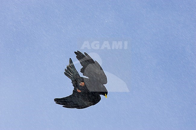 Alpenkauw vliegend boven de Alpen; Alpine Chough (Pyrrhocorax graculus) flying above the Alps stock-image by Agami/Bas van den Boogaard,