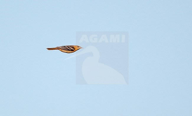 Baltimore oriole (Icterus galbula) migrating over Higbee Beach, Cape May, New Jersey in USA. stock-image by Agami/Helge Sorensen,