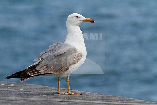 Portret van onvolwassen Geelpootmeeuw, Portrait of subadult Yellow-legged Gull stock-image by Agami/Chris van Rijswijk,