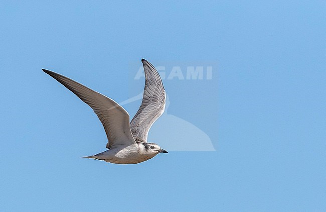 First-winter Whiskered Tern (Chlidonias hybrida) hunting insects in the Ebro delta in Spain. stock-image by Agami/Marc Guyt,
