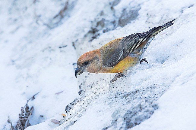 Common Crossbill - Fichtenkreuzschnabel - Loxia curvirostra ssp. polyogyna, Spain, 2nd cy, female stock-image by Agami/Ralph Martin,