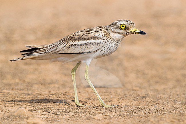 Eurasian Stone Curlew (Burhinus oedicnemus), adult walking in a desert habitat in Oman. Adult standing on a desert ground. stock-image by Agami/Saverio Gatto,