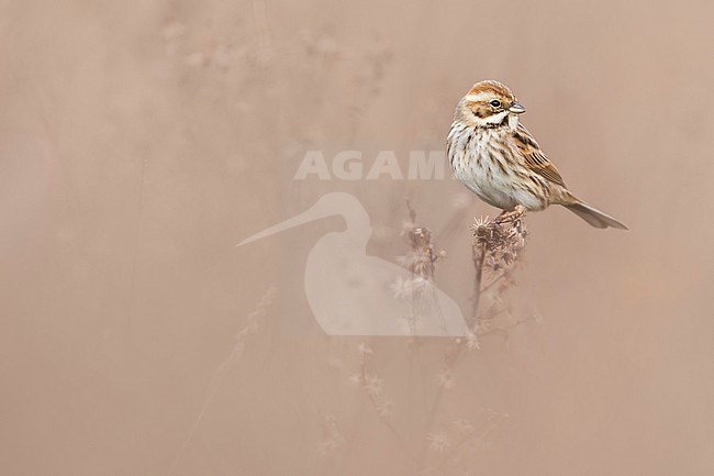 Common Reed Bunting (Emberiza schoeniclus) in Italy. stock-image by Agami/Daniele Occhiato,