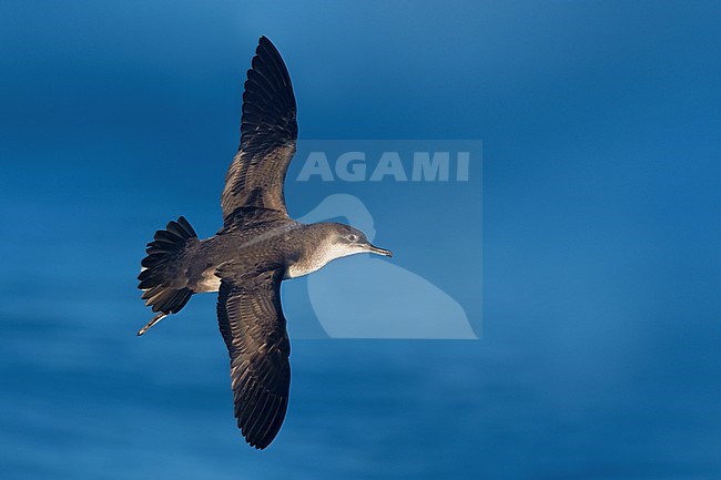 Yelkouan Shearwater (Puffinus yelkouan) in Italy. stock-image by Agami/Daniele Occhiato,