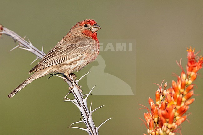 Adult male
Pima Co., AZ
April 2009 stock-image by Agami/Brian E Small,