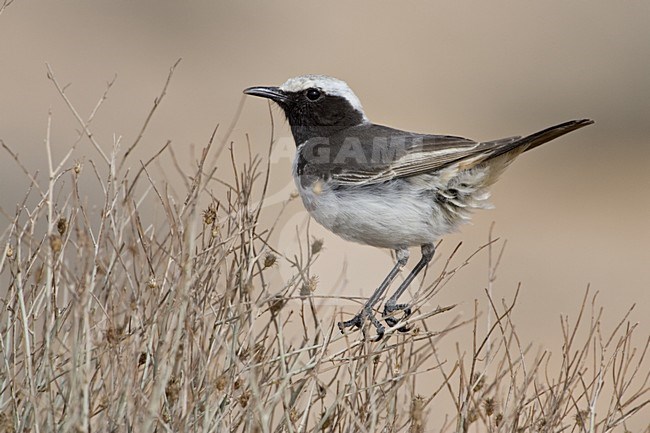 Red-rumped Wheatear male perched on bush, Roodstuittapuit mannetje zittend op struik stock-image by Agami/Daniele Occhiato,