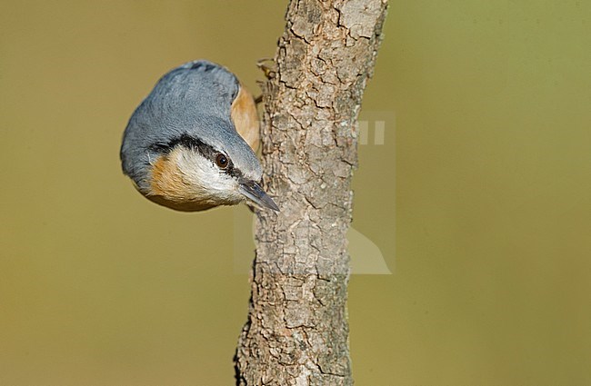 European Nuthatch (Sitta europaea) stock-image by Agami/Alain Ghignone,