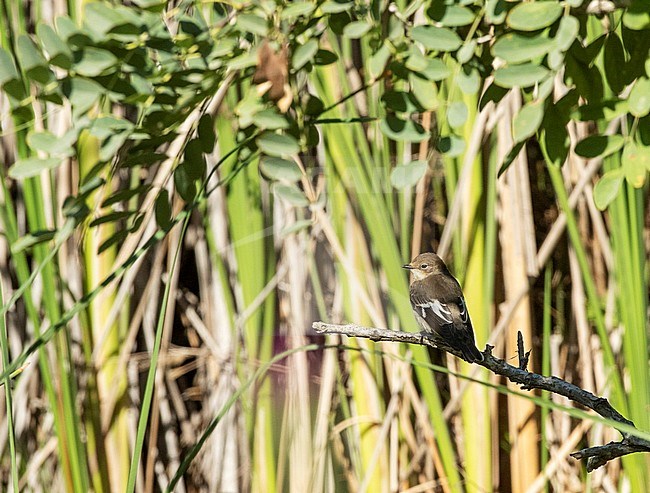 First-winter Collared Flycatcher (Ficedula albicollis) perched in understory of riverbed vegetation during autumn migration in Israel. stock-image by Agami/Yoav Perlman,