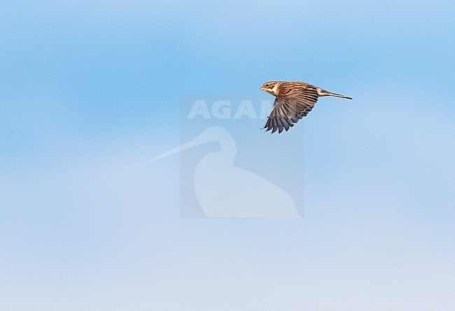 Common Reed Bunting (Emberiza schoeniclus) migrating over Wadden island Vlieland in the Netherlands. stock-image by Agami/Marc Guyt,