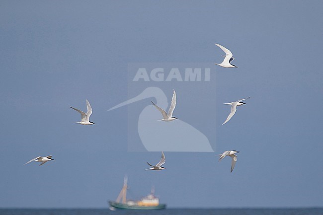 Sandwich Tern flying over North Sea with fishing vessel in the background stock-image by Agami/Arnold Meijer,