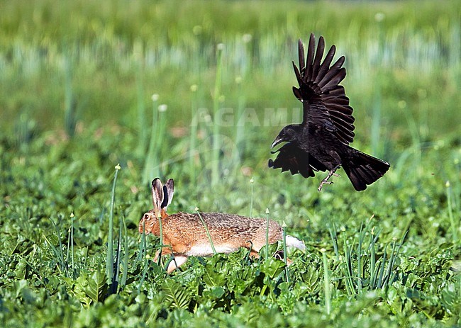 Carrion Crow - Rabenkrähe - Corvus corone ssp. corone, Germany, adult stock-image by Agami/Ralph Martin,