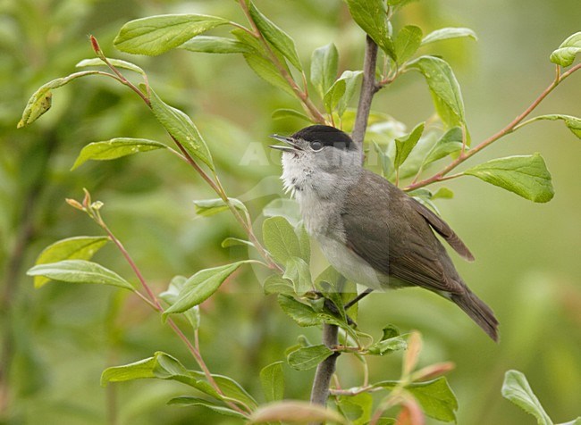 Blackcap male singing Netherlands, Zwartkop mannetje zingend Nederland stock-image by Agami/Reint Jakob Schut,